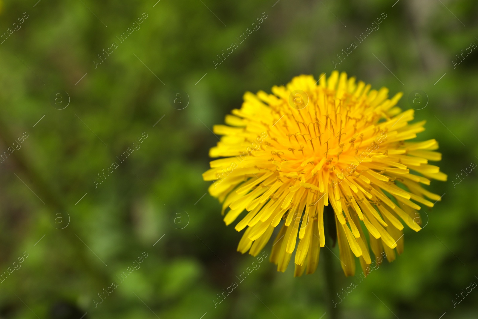 Photo of Beautiful yellow dandelion growing outdoors, closeup. Space for text