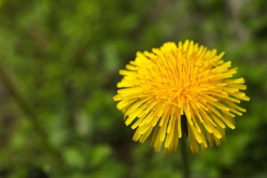 Beautiful yellow dandelion growing outdoors, closeup. Space for text