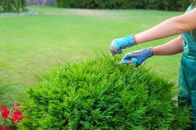 Photo of Woman trimming green bush outdoors, closeup. Home gardening