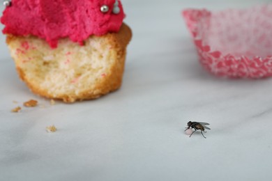 Fly eating cupcake decoration on white table