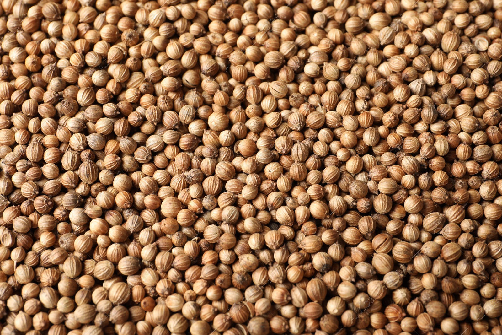 Photo of Dried coriander seeds as background, top view