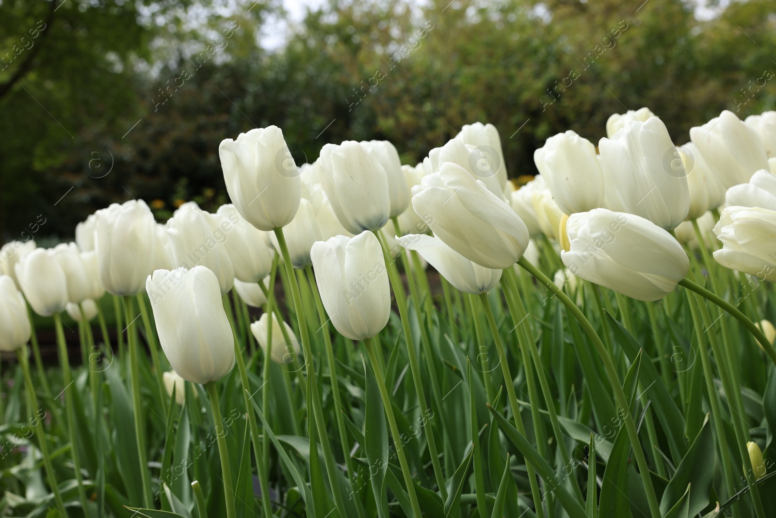 Photo of Many beautiful white tulip flowers growing outdoors, closeup. Spring season