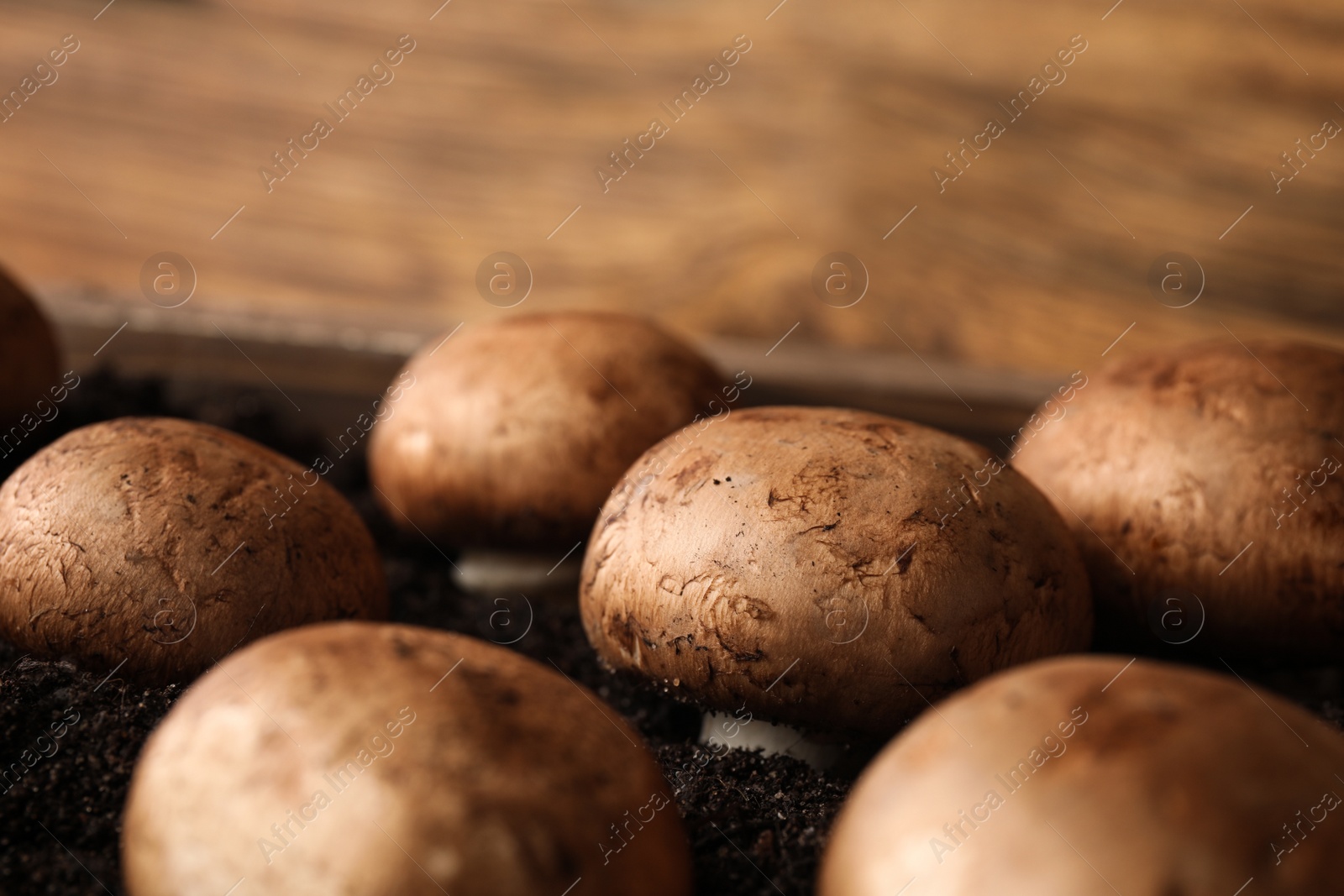 Photo of Brown champignons growing on soil in wooden crate, closeup. Mushrooms cultivation