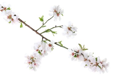 Beautiful blossoming tree branch with flowers isolated on white. Spring season