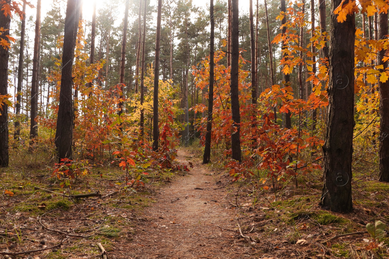 Photo of Trail and beautiful trees in forest. Autumn season