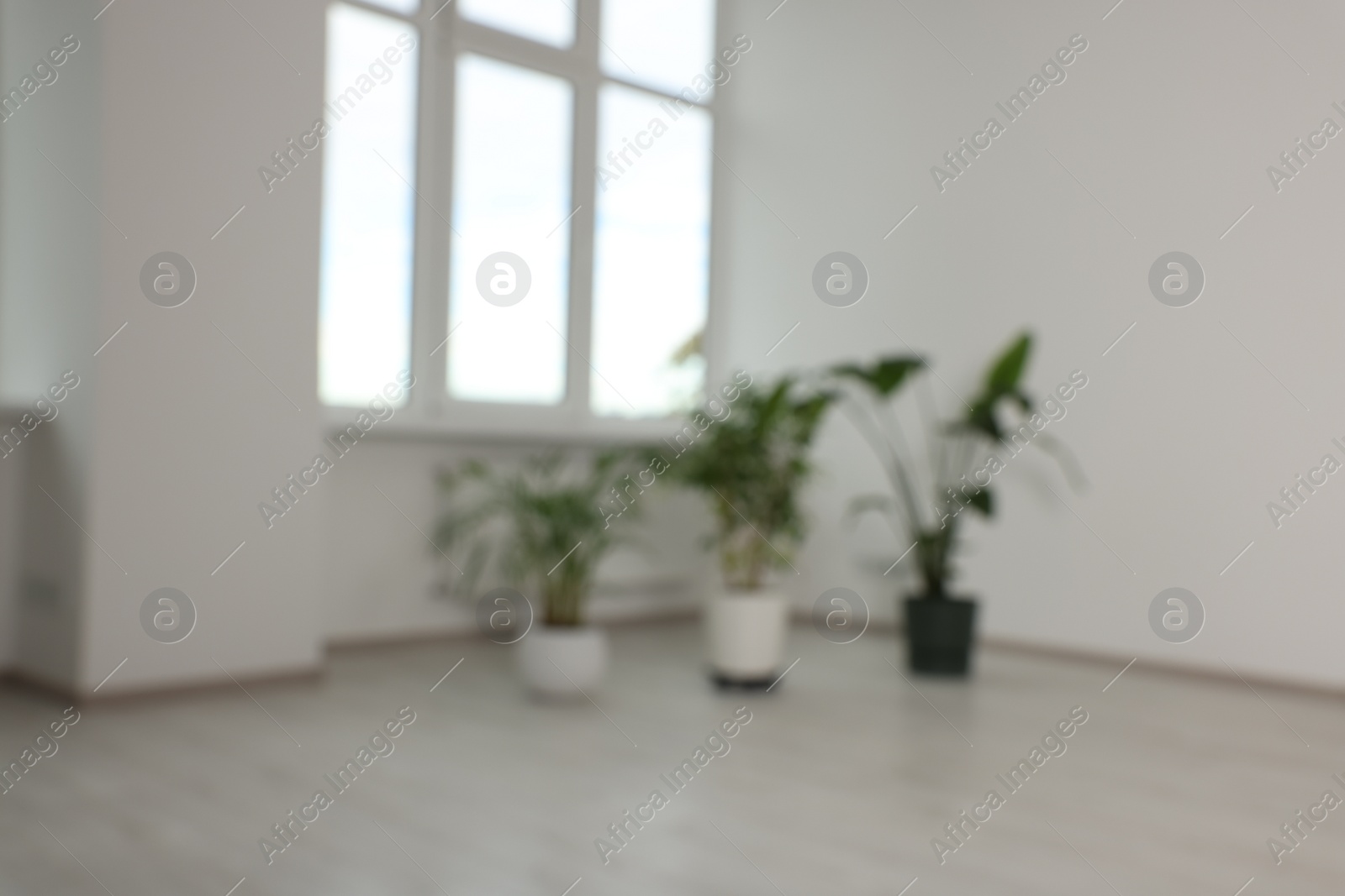 Photo of Blurred view of renovated room with potted houseplants and windows