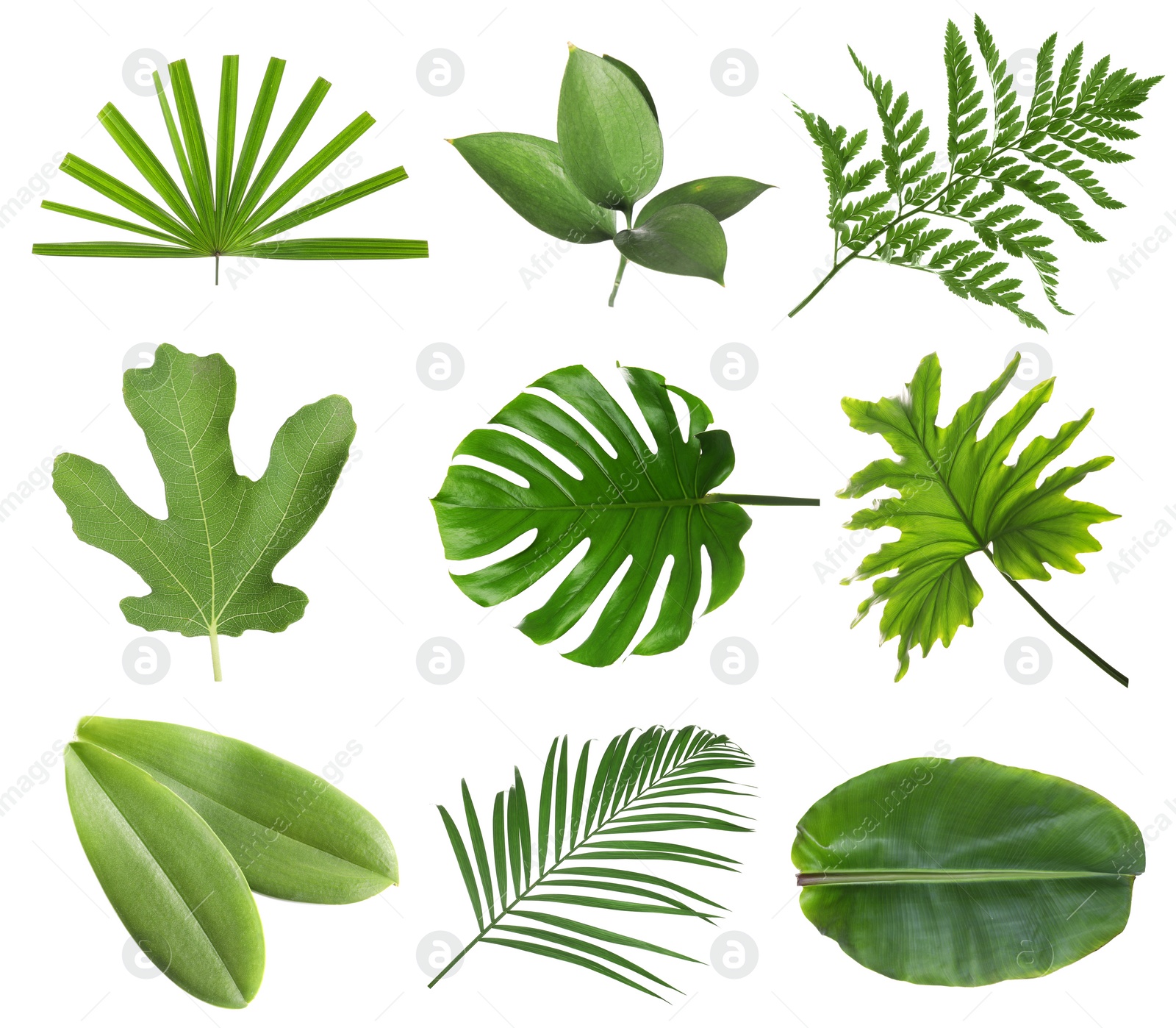 Image of Set with beautiful fern and other tropical leaves on white background 