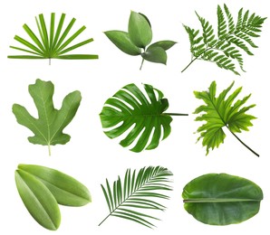 Set with beautiful fern and other tropical leaves on white background 