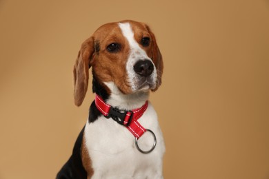 Photo of Adorable Beagle dog in stylish collar on beige background
