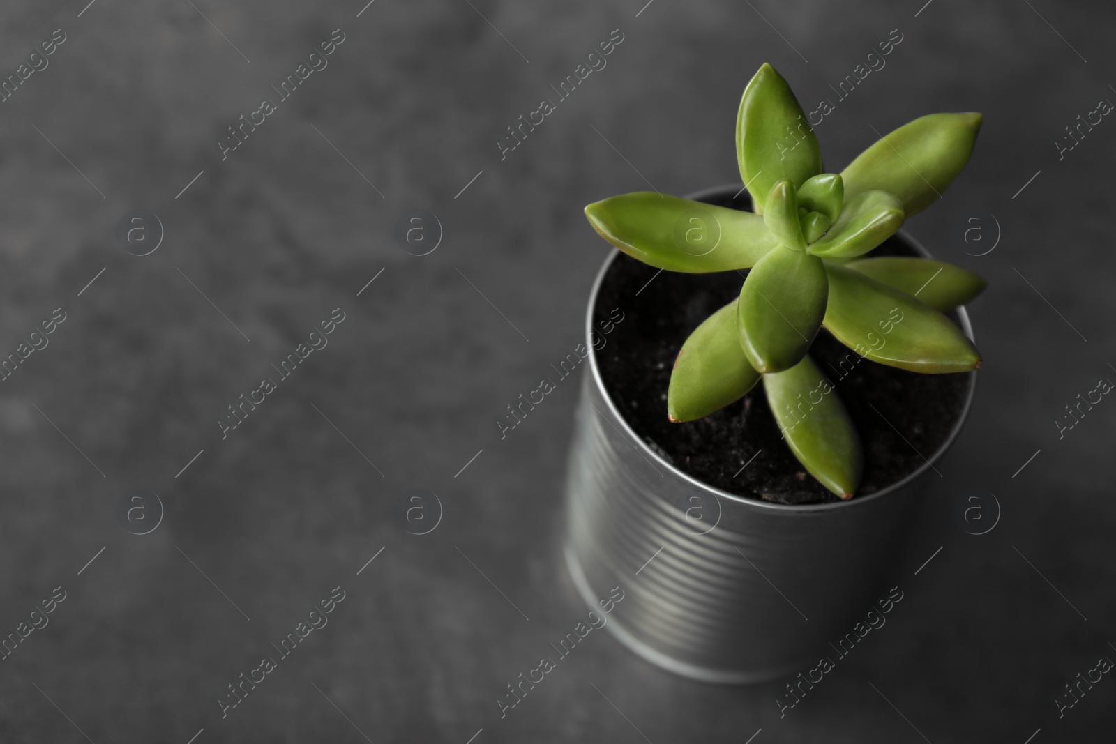 Photo of Echeveria plant in tin can on grey stone table, closeup. Space for text