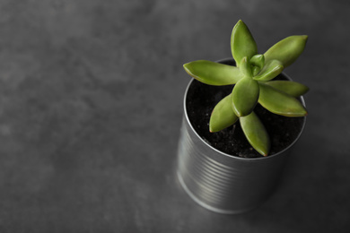 Photo of Echeveria plant in tin can on grey stone table, closeup. Space for text