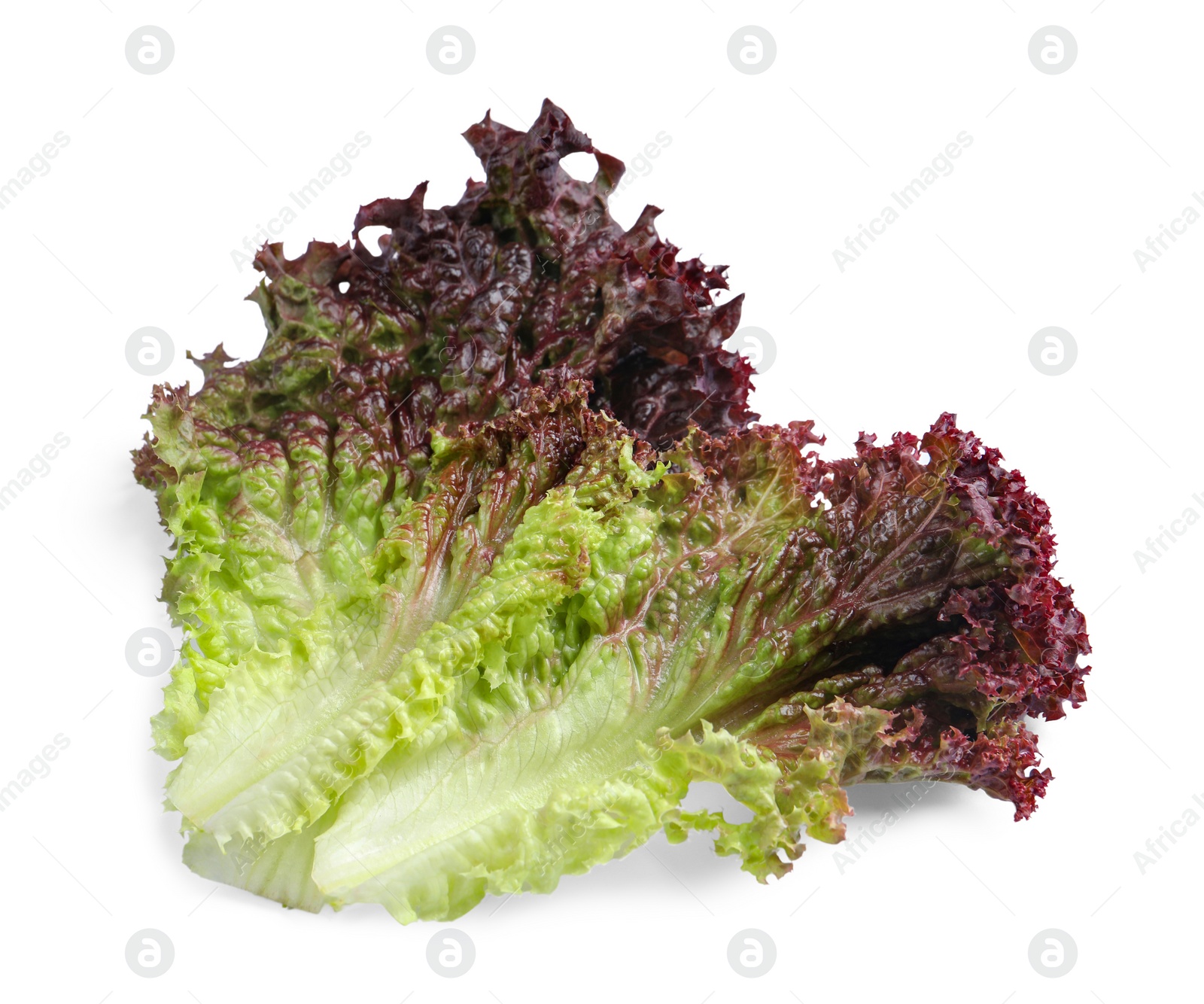 Photo of Leaves of fresh red coral lettuce isolated on white