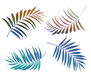 Image of Set of tropical leaves on white background