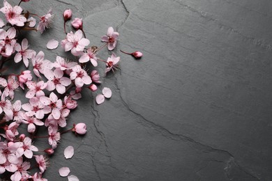 Photo of Cherry tree branch with beautiful pink blossoms on black slate table, flat lay. Space for text