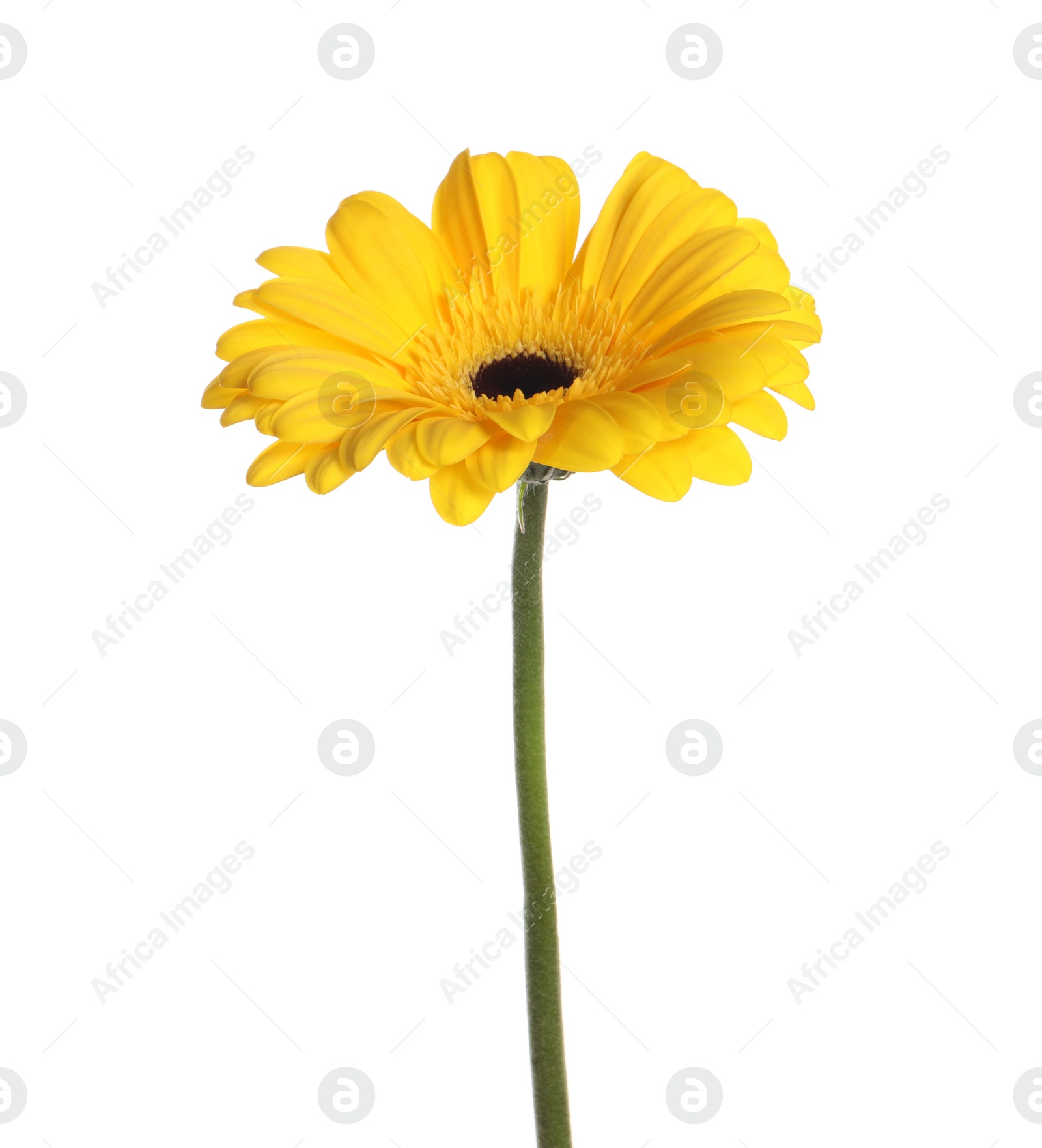 Photo of Beautiful yellow gerbera flower isolated on white