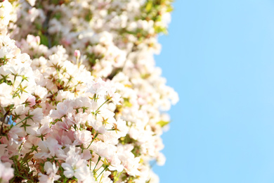 Photo of Blossoming cherry tree, closeup