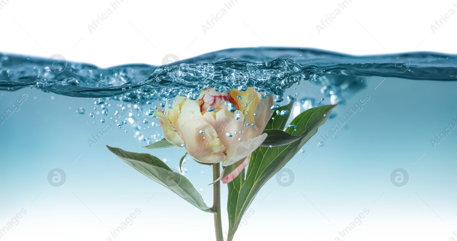 Image of Beautiful white peony flower in water on white background