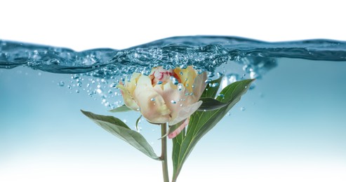 Beautiful white peony flower in water on white background