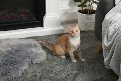 Photo of Cute ginger cat sitting on grey carpet at home