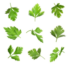 Image of Set with green parsley leaves on white background