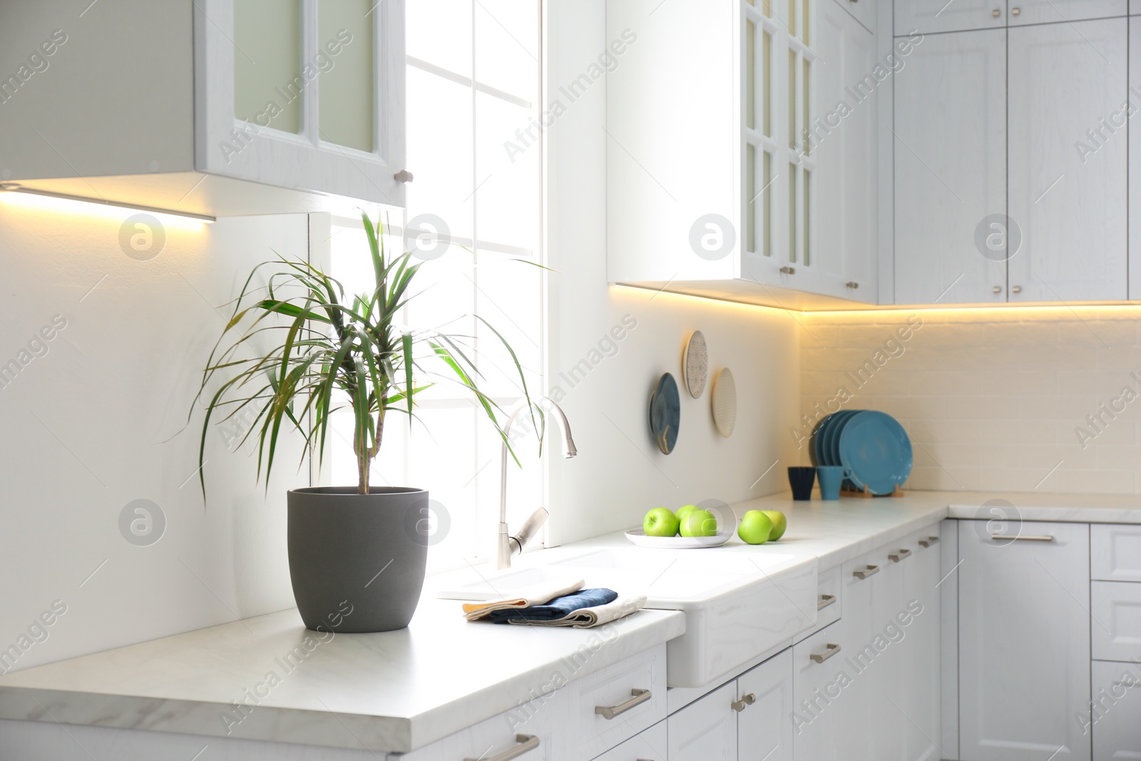 Photo of Beautiful Dracaena plant and napkins on countertop in modern kitchen