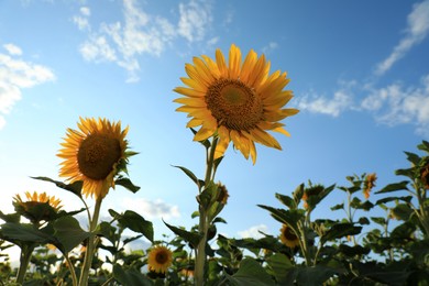 Photo of Beautiful blooming sunflowers in field on summer day