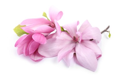 Beautiful pink magnolia flowers isolated on white