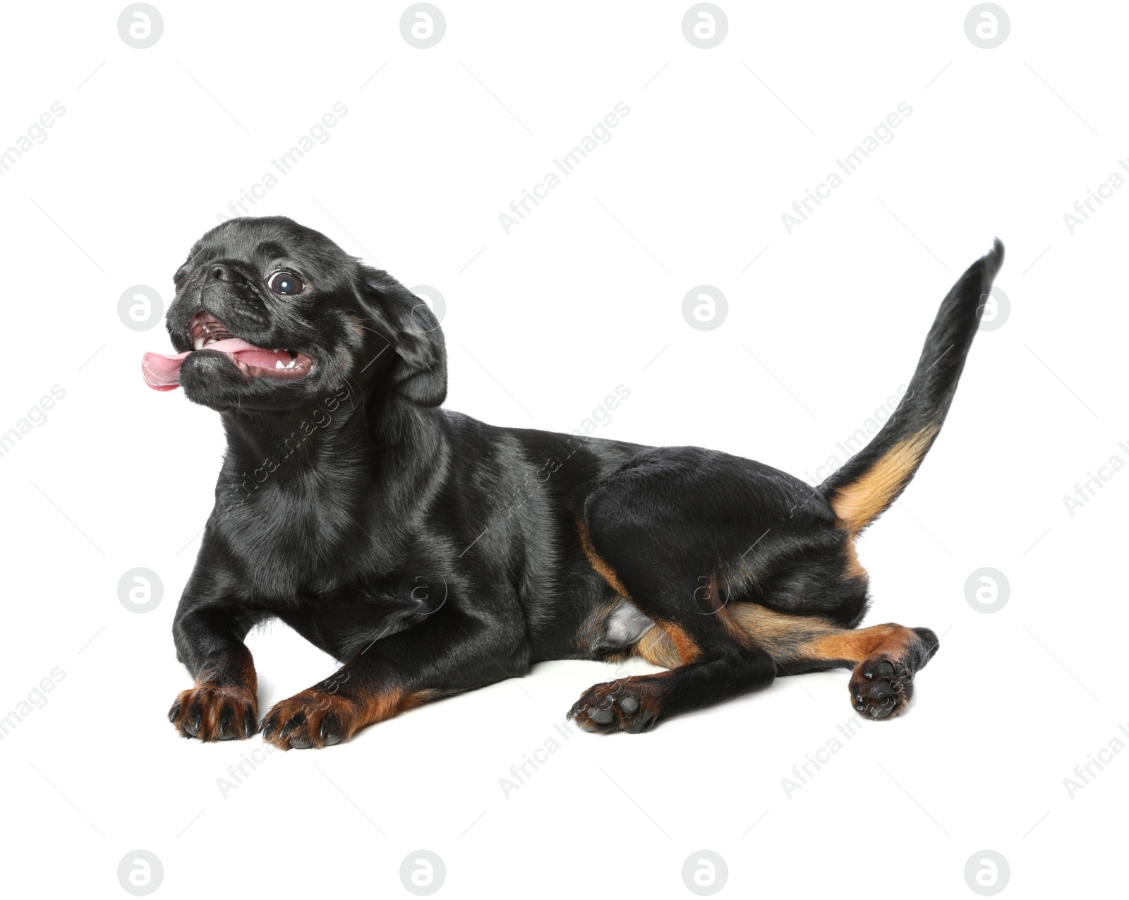 Photo of Adorable black Petit Brabancon dog lying on white background