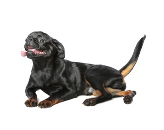 Photo of Adorable black Petit Brabancon dog lying on white background