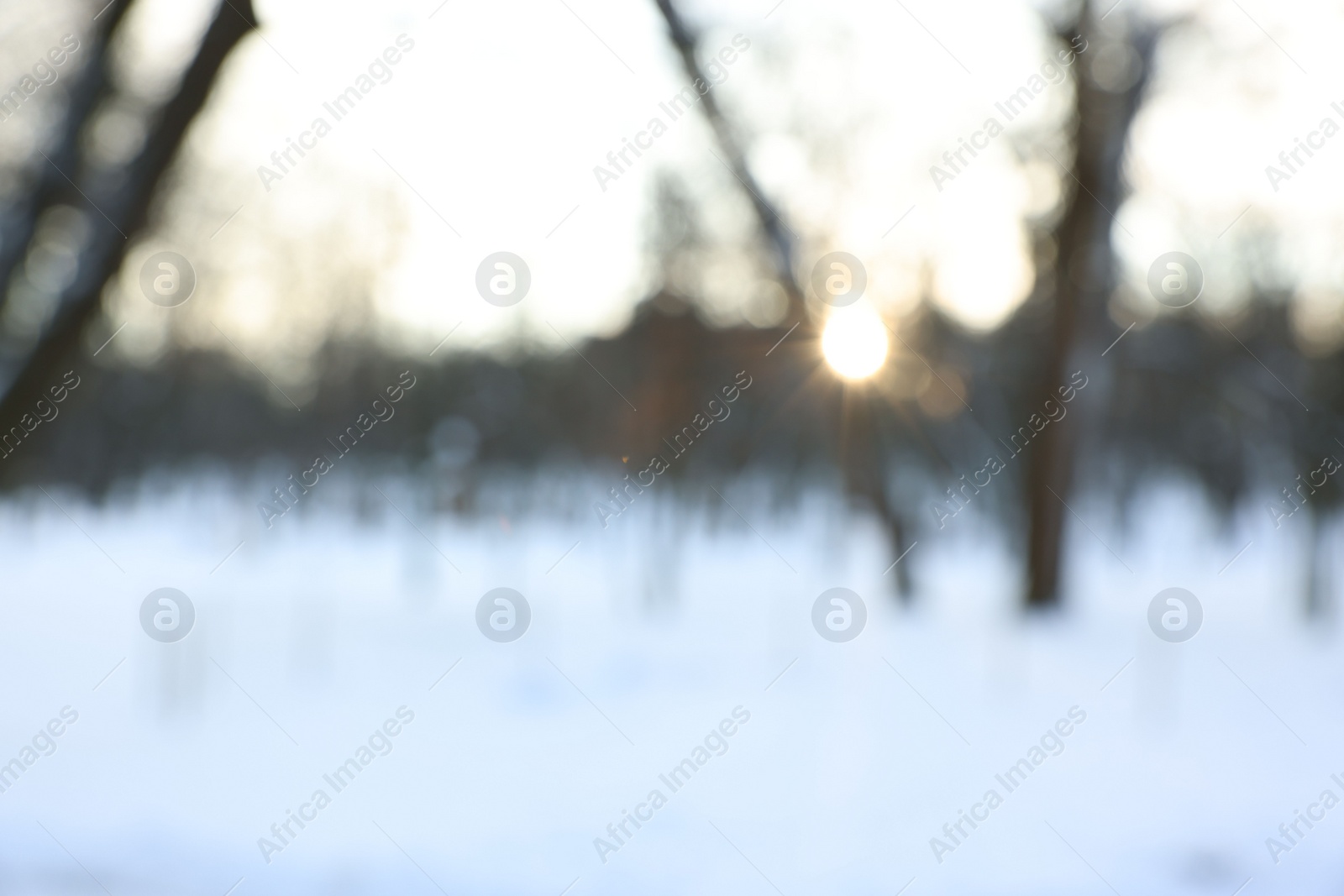 Photo of Sunbeams shining through trees in snowy park, blurred view