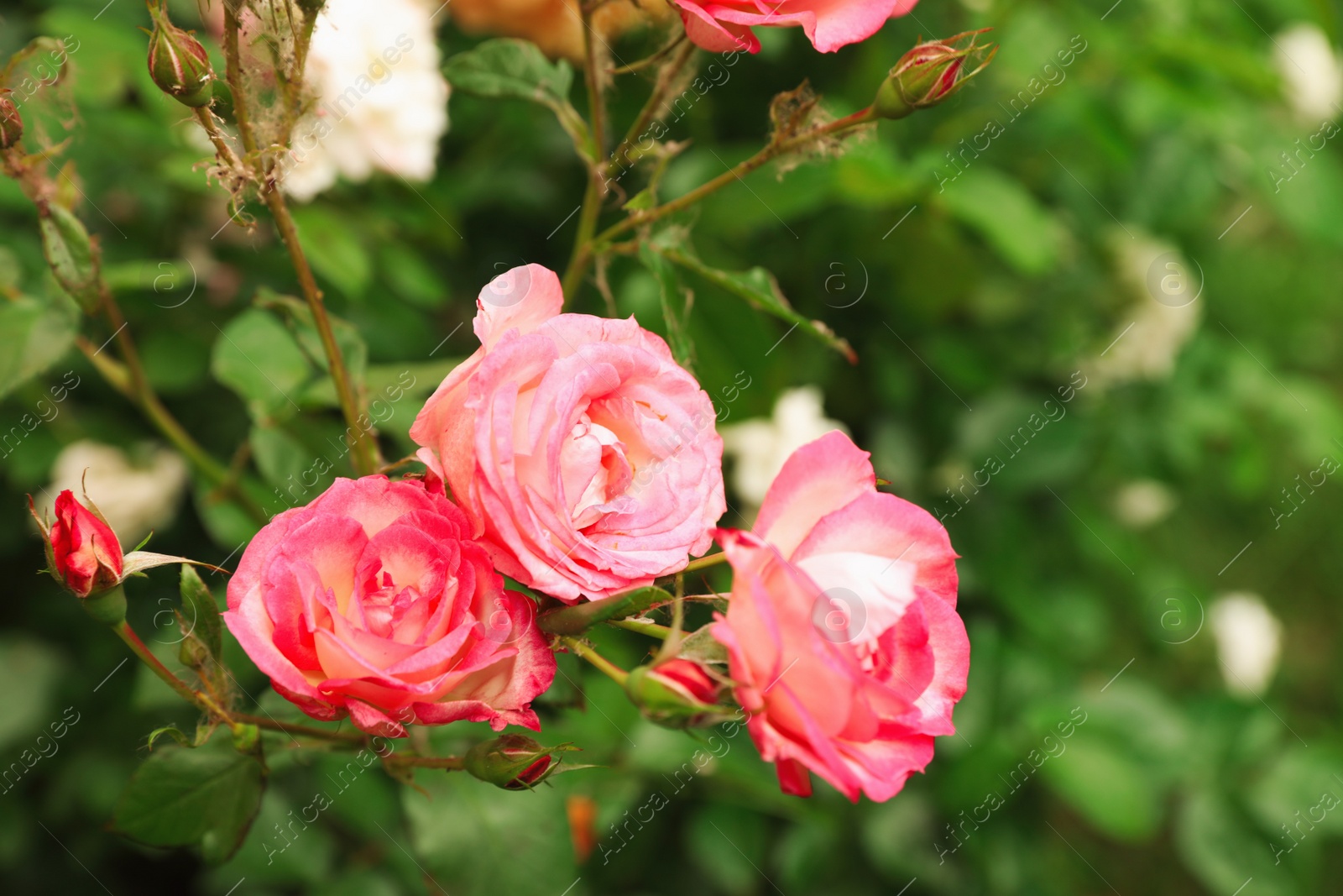 Photo of Beautiful blooming roses in garden on summer day