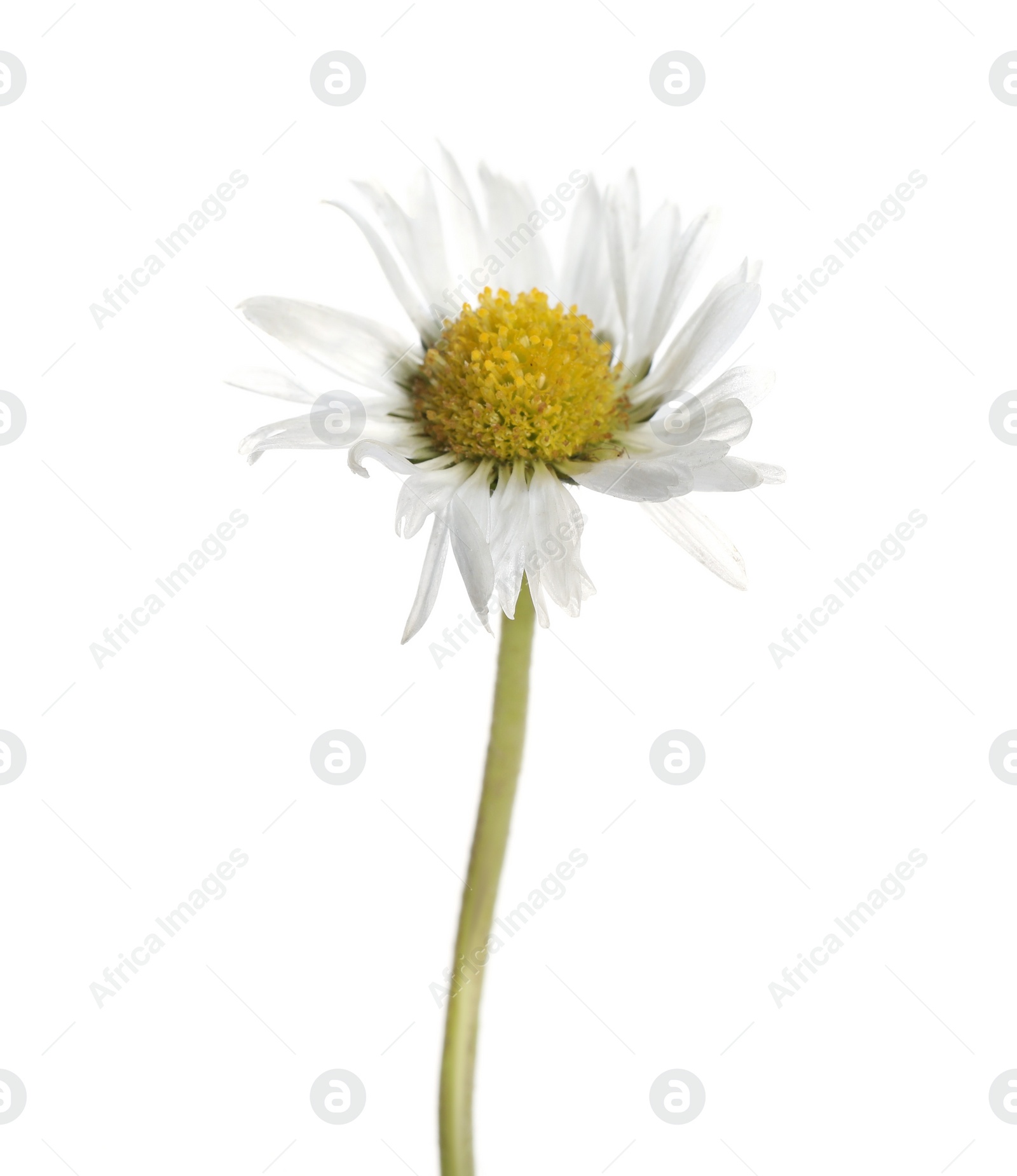 Photo of Beautiful bellis perennis (daisy) flower isolated on white