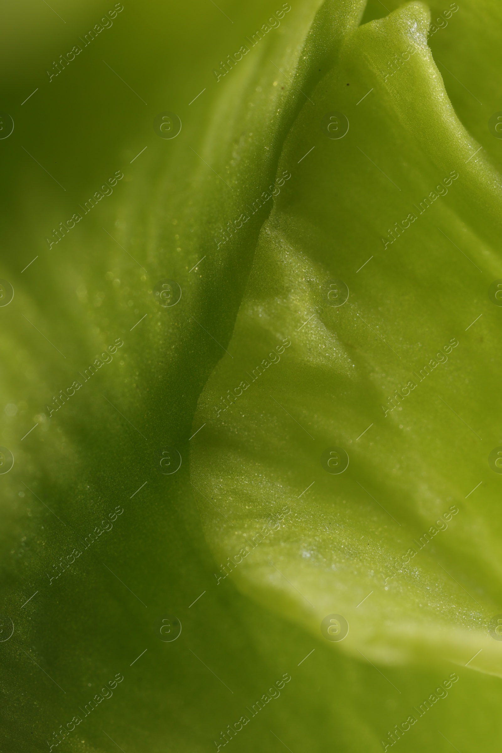 Photo of Beautiful light green Gladiolus flower as background, macro view