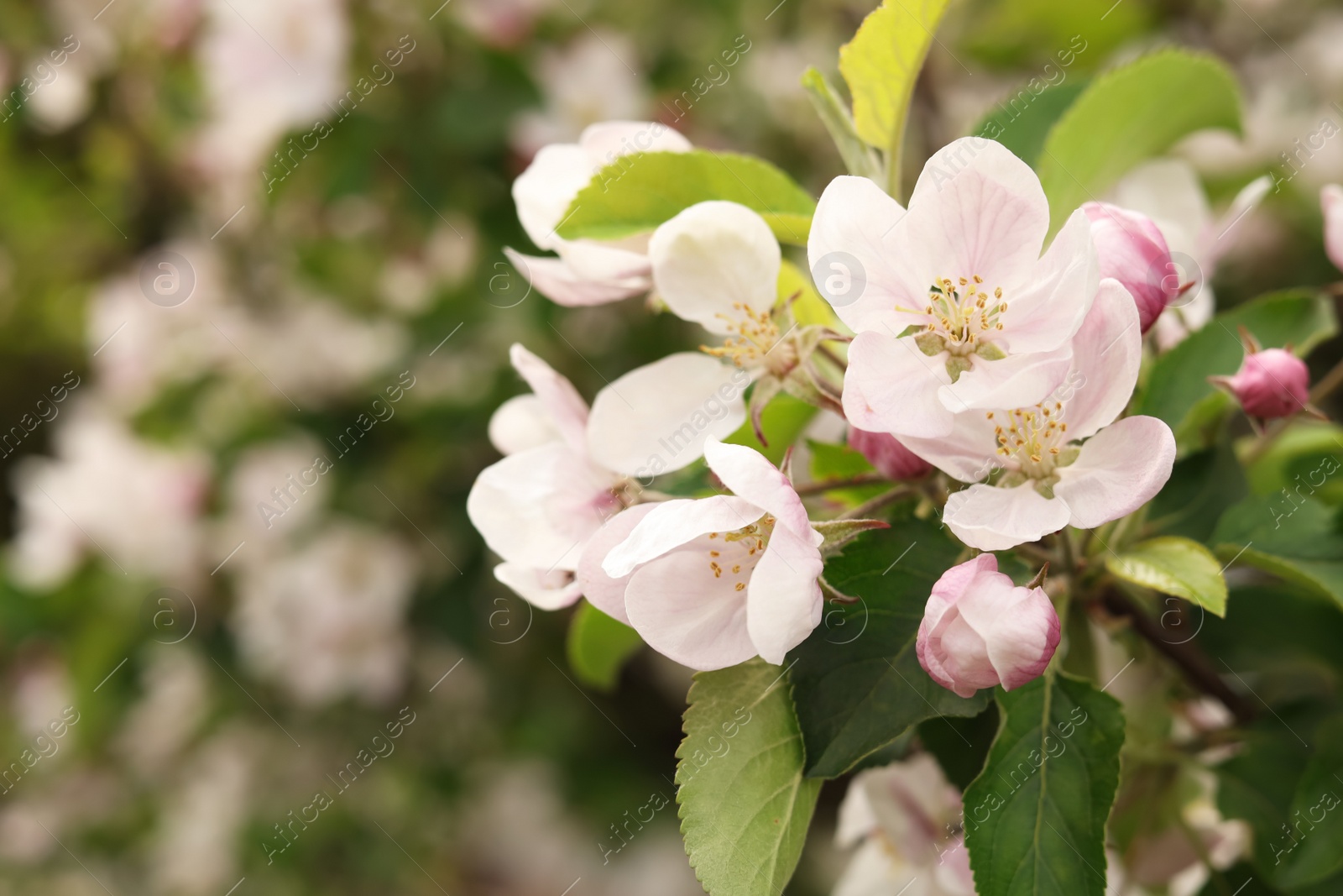 Photo of Apple tree with beautiful blossoms on blurred background, closeup and space for text. Spring season