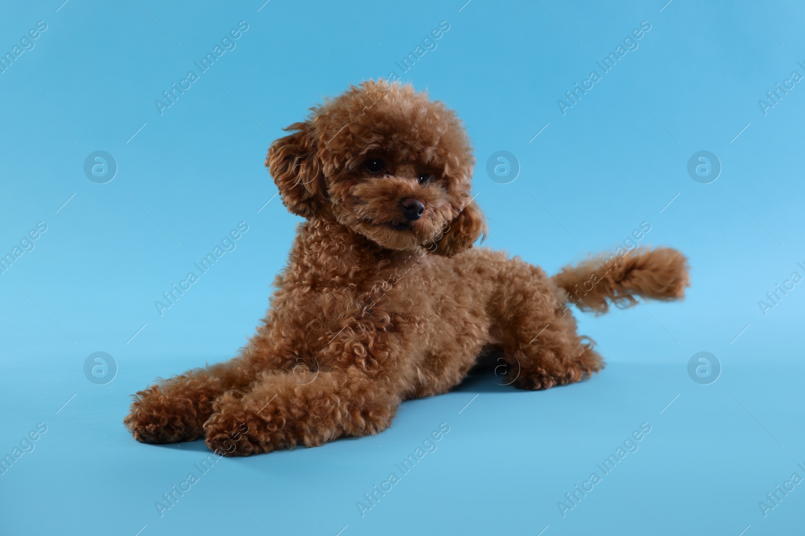 Photo of Cute Maltipoo dog on light blue background. Lovely pet