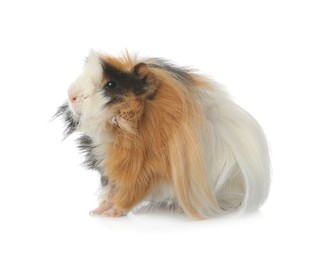 Photo of Adorable guinea pig on white background. Lovely pet