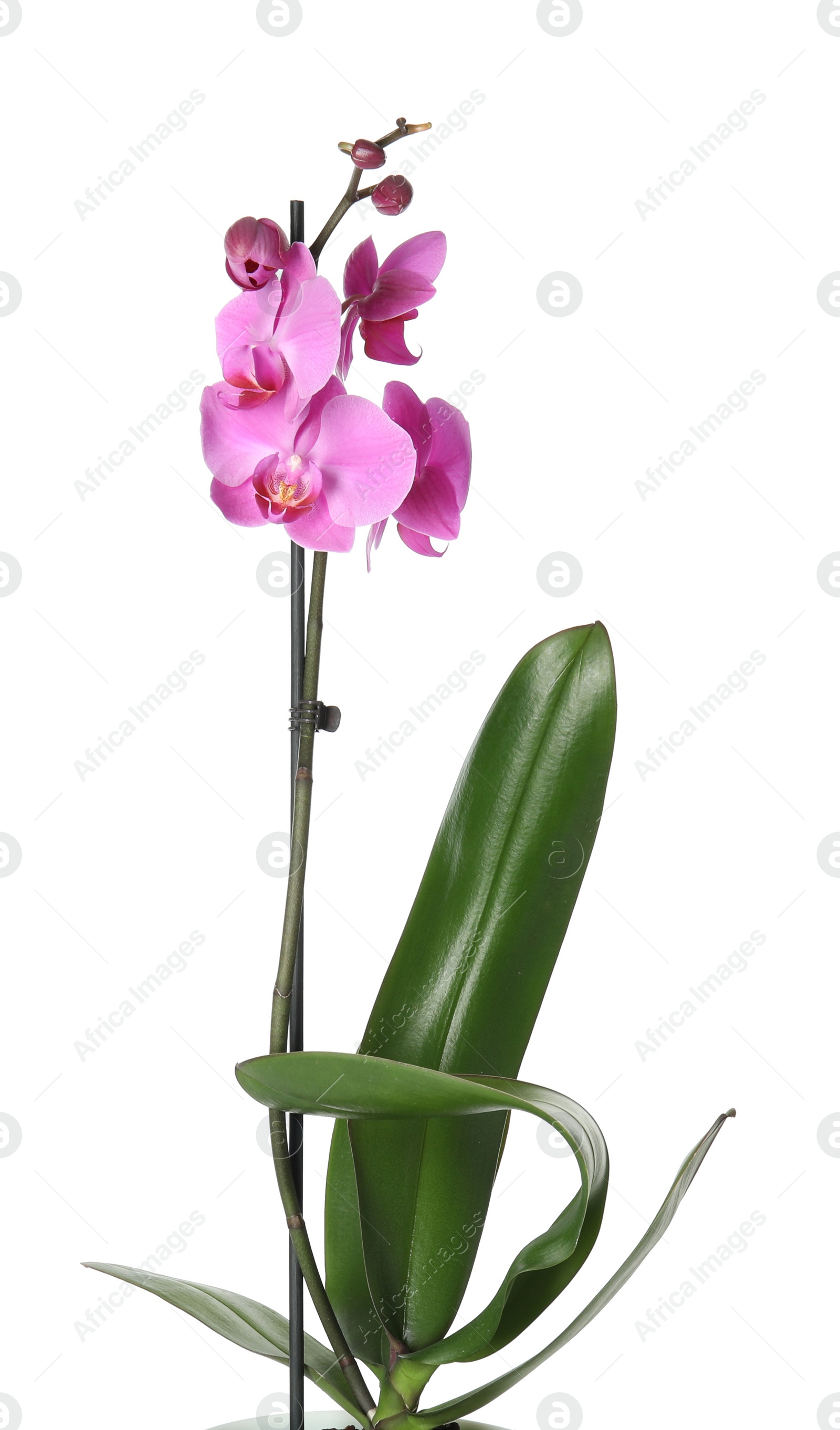 Photo of Beautiful tropical orchid flower on white background