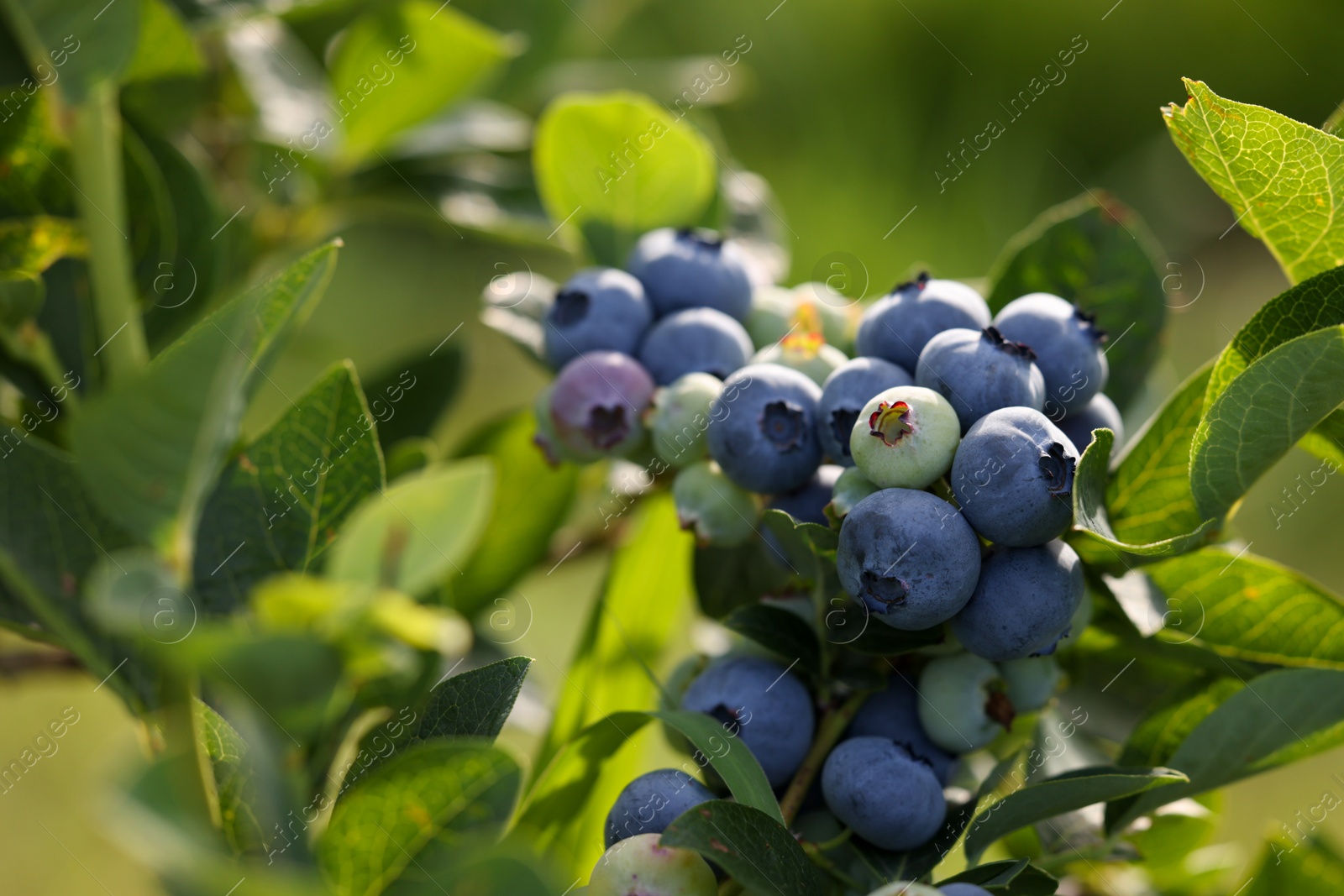 Photo of Wild blueberries growing outdoors, closeup. Seasonal berries