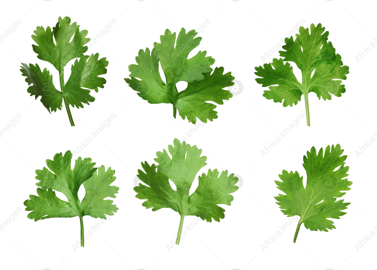 Image of Set with fresh coriander leaves on white background 