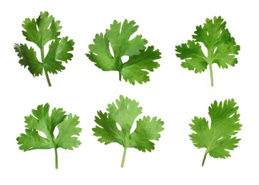 Set with fresh coriander leaves on white background 