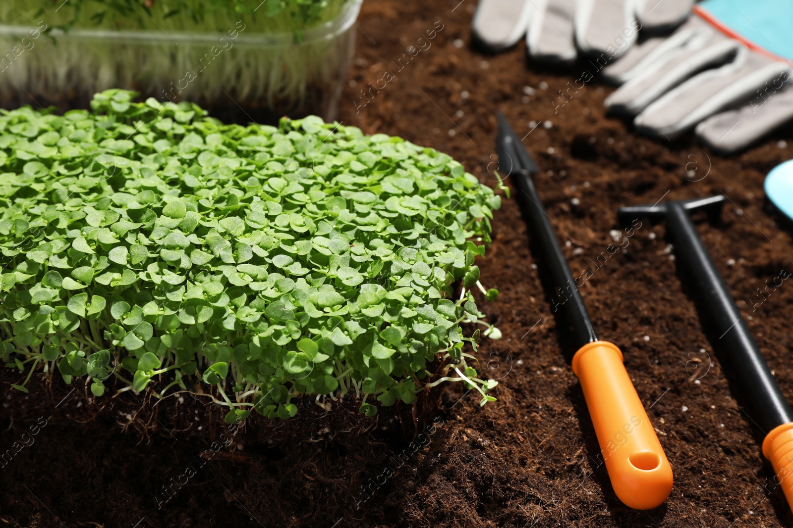 Photo of Fresh organic microgreen and tools on soil in garden, closeup