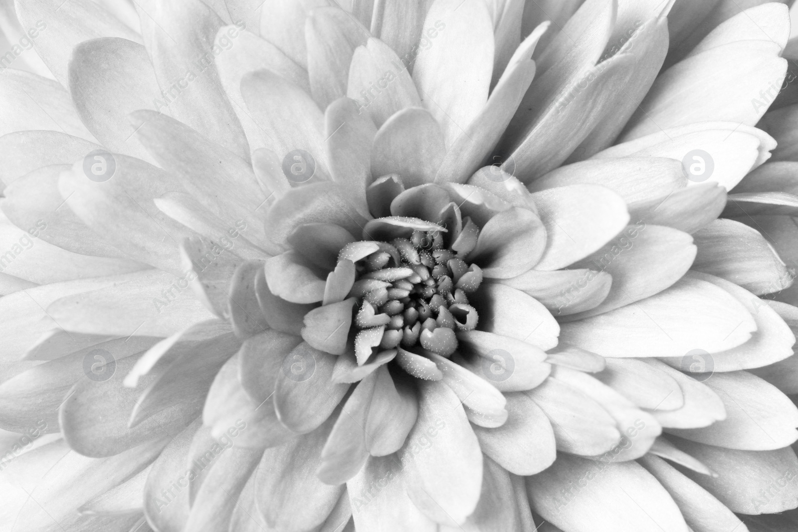 Image of Beautiful chrysanthemum flower as background, closeup. Black and white effect