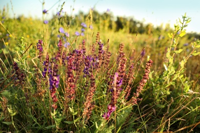 Photo of Beautiful field with wild flowers in morning