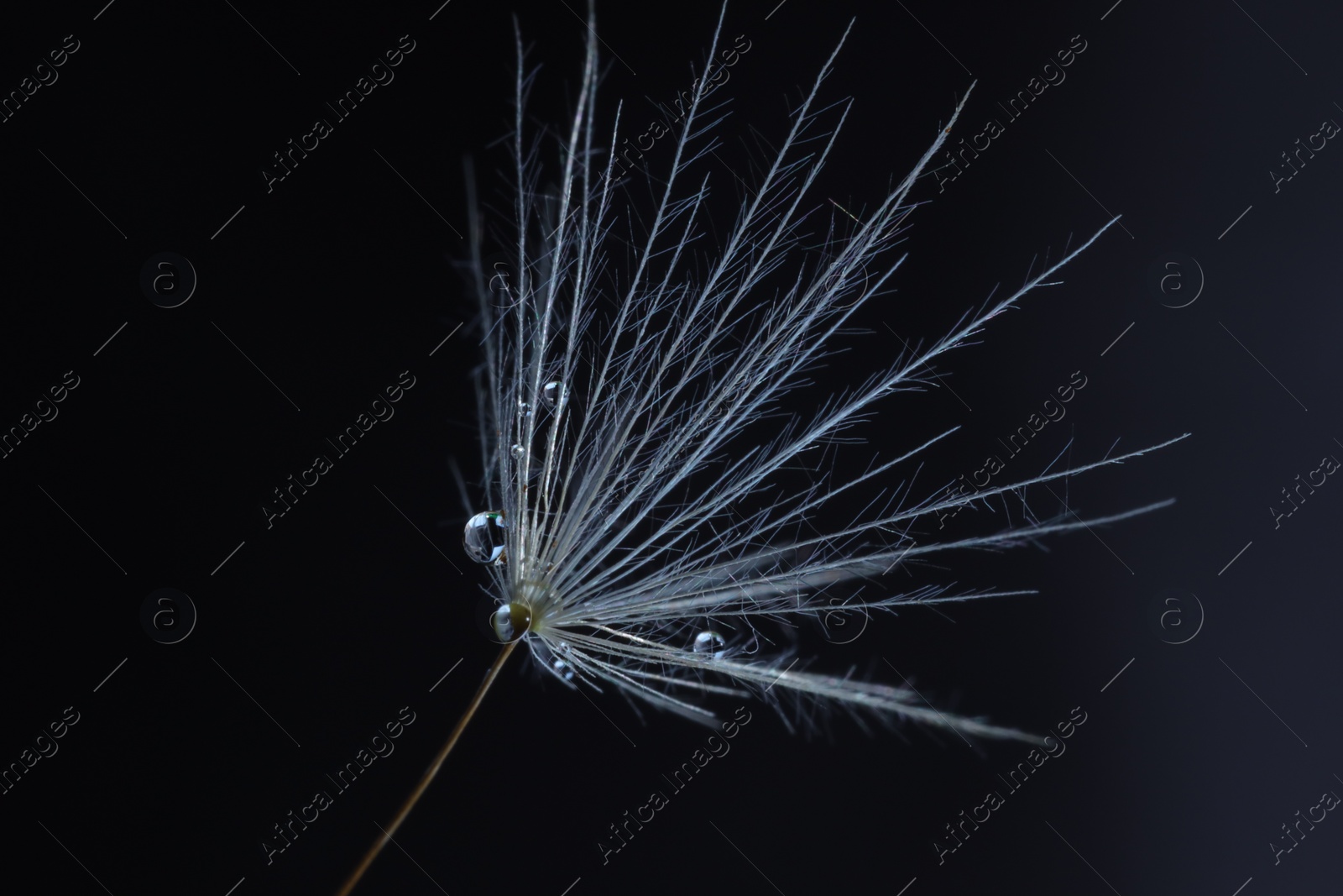 Photo of Seeds of dandelion flower with water drops on black background, macro photo