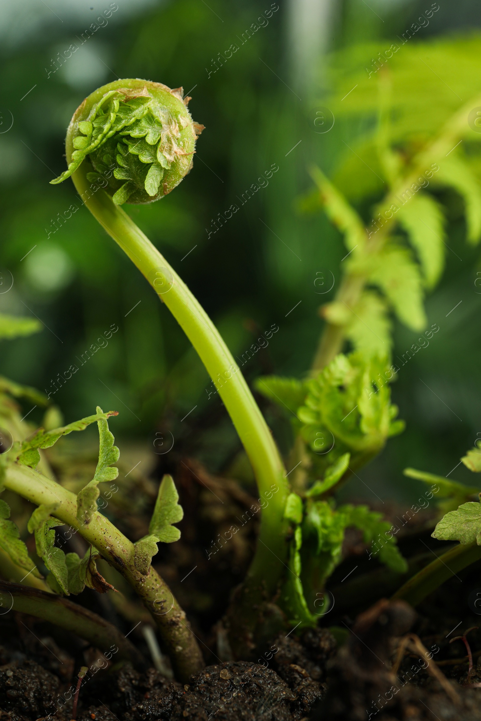 Photo of Green fern plant with young leaf on blurred background, closeup