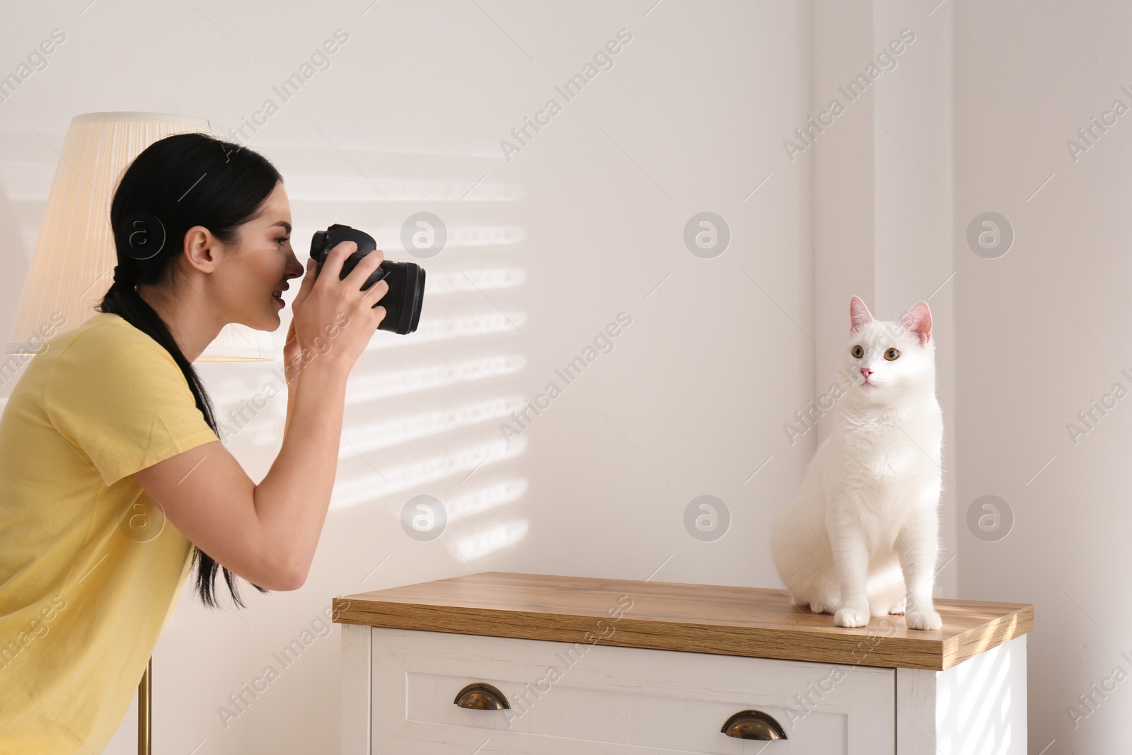 Photo of Professional animal photographer taking picture of beautiful white cat indoors