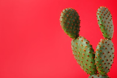 Photo of Beautiful green Opuntia cactus on red background. Space for text