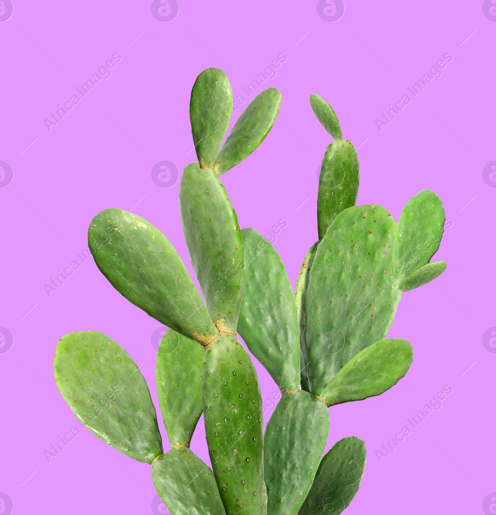 Image of Beautiful green cactus plant on violet background