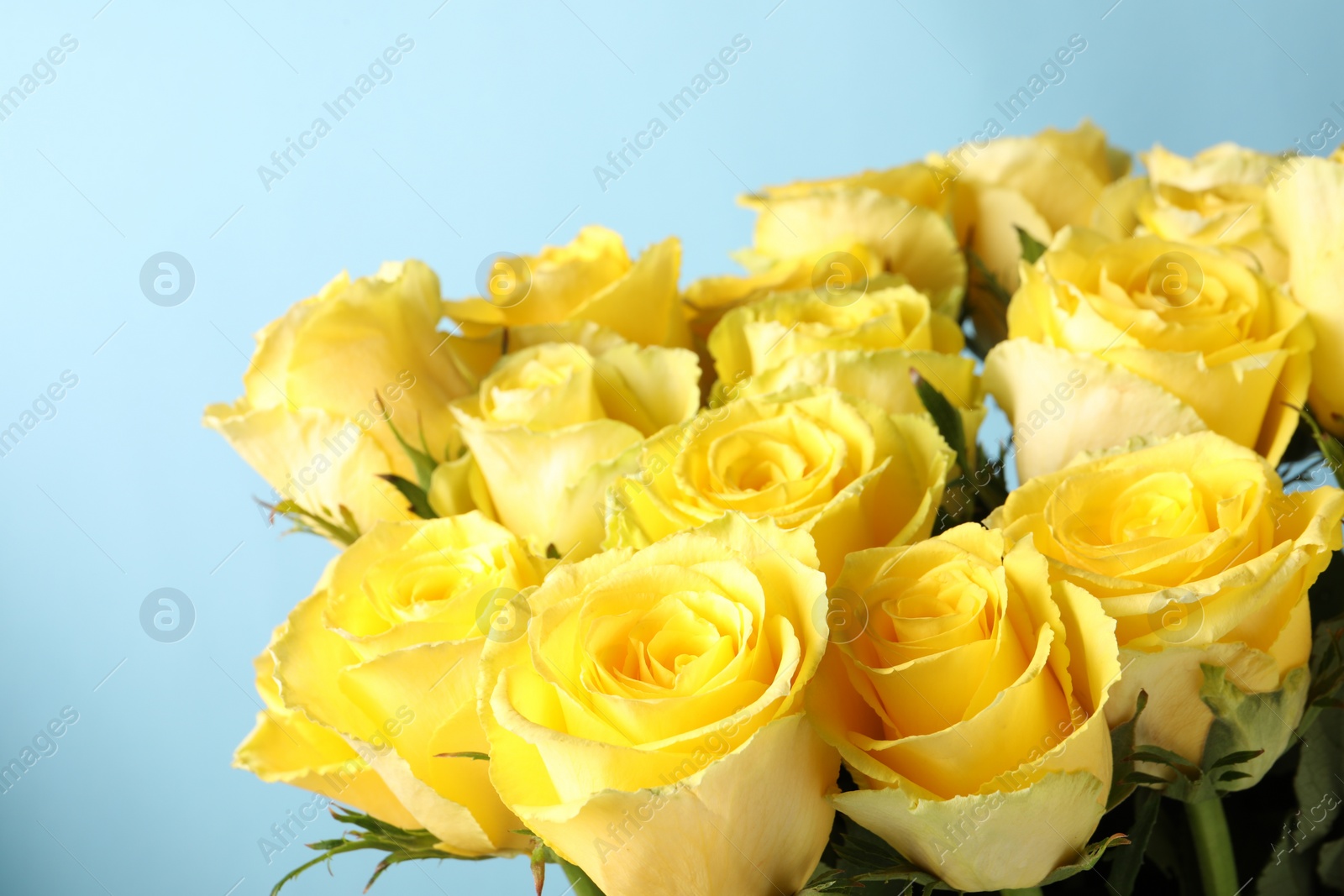 Photo of Beautiful bouquet of yellow roses on light blue background, closeup