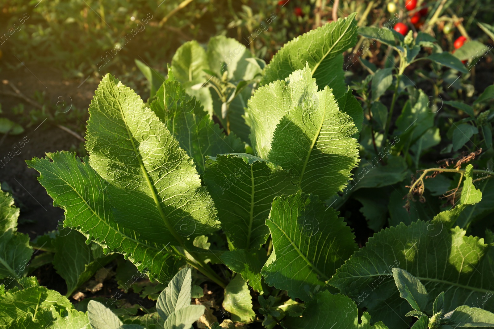 Photo of Beautiful horseradish plants growing in garden, closeup